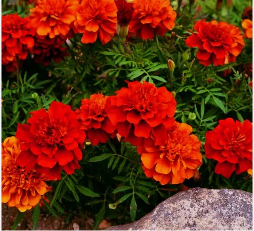 25 French Fireball Deep Red Orange Marigold Seeds Fragrant Planting USA