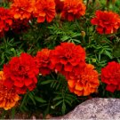 25 French Fireball Deep Red Orange Marigold Seeds Fragrant Planting USA