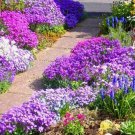 1000 Rock Cress Seeds Royal Hummingbird Spring Mix Ground Planting USA