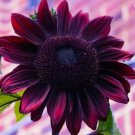 10 Sunflower Seeds Vibrant Heirloom Rare Planting USA