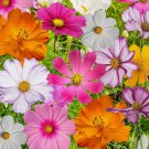 70 Cosmos Flowers Seed Mix 10 Beautiful Cosmos Varieties Colorful Planting USA