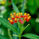 175 Blood Flower Seeds Tropical Milkweed Mexican Butterfly Weed Planting USA