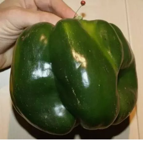 120 Emerald Giant Bell Pepper Seeds Sweet Heirloom Organic Planting USA