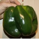 120 Emerald Giant Bell Pepper Seeds Sweet Heirloom Organic Planting USA