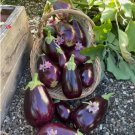 150 Black Beauty Eggplant Seeds Planting USA