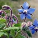 30 Borage Seeds Starflower Tailwort Non-Gmo Variety Of Sizes Planting USA