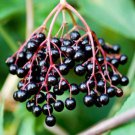 200 Elderberry Fruit Seeds Fresh Garden