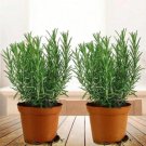 100 Rosemary Seeds Vanilla Fresh Garden