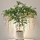 266 Silk Jasmine Seeds Fresh Garden