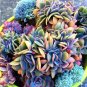 200 Blue Echeveria Seeds Fresh Garden