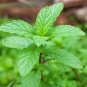 1000 Kinds Of Mixed Peppermint Seeds Fresh Garden