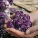 110 Fresh Cabbage Seeds Fresh Garden