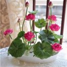 100 Lotus Hydroponic Plants Fresh Garden