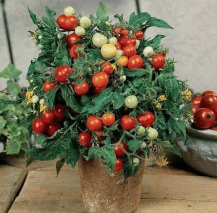 500 Micro Tom Tomato Seeds Fresh Garden