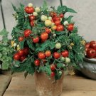 500 Micro Tom Tomato Seeds Fresh Garden