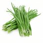 1000 Chinese Chives Seeds Fresh Garden
