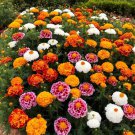 200 Mixed Marigold Seeds Fresh Garden