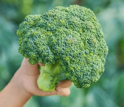 100 Broccoli Seeds Fresh Garden