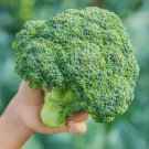 100 Broccoli Seeds Fresh Garden