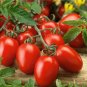 100 Roma Heirloom Tomato Seeds Fresh Garden