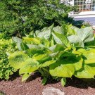 110 seeds Giant Hosta Perennial Plant Extra Large Blue-Green And Yellow-Green  Fresh Garden