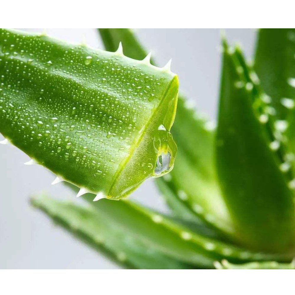 Eddy-Endah Store 2 Seeds Aloe Vera Seeds