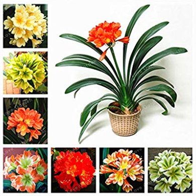 Eddy-Endah Store 50 Seeds Hot Sale Clivia Miniata Bonsai Gorgeous Bonsai Rare Bush Lily Flower Bonsa