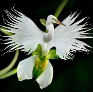 Eddy-Endah Store Orchid Seeds, Orchid Seed, 200pcs Japanese Egret Flowers Seeds White Egret Orchid S