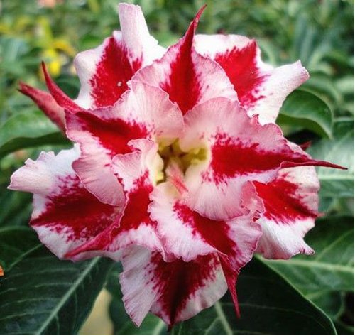 Eddy-Endah Store Rare Pink Adenium Obesum Seeds Desert Rose Bonsai Tree Flower Plants 200 Seeds