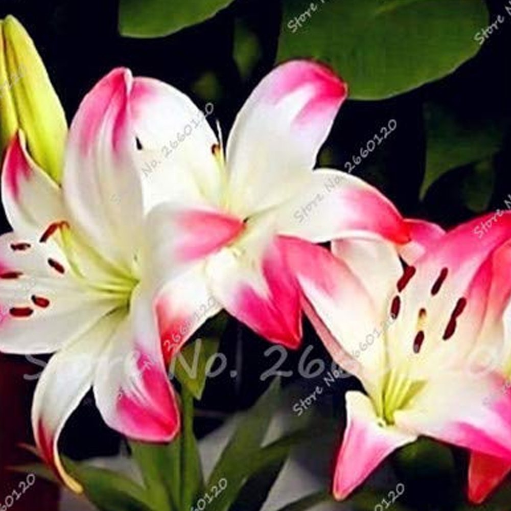Eddy-Endah Store Kasuki Lily Holland Perfume Lilium Seeds Imported Lilies Rare Outdoor & Indoor Pere