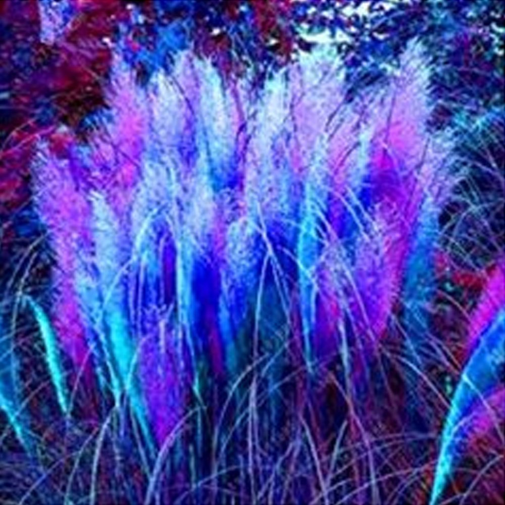 Eddy-Endah Store 400 pcs/bag pampas grass, rare reed flower seeds Grass Pampas seeds are very beauti