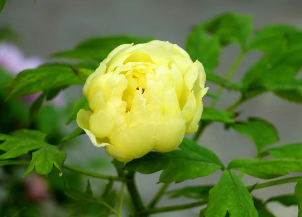 Eddy-Endah Store 'Qiu Huang' Ball-typed Yellow Peony Flowers Seeds Fresh Yellow Double Flowers 5 S