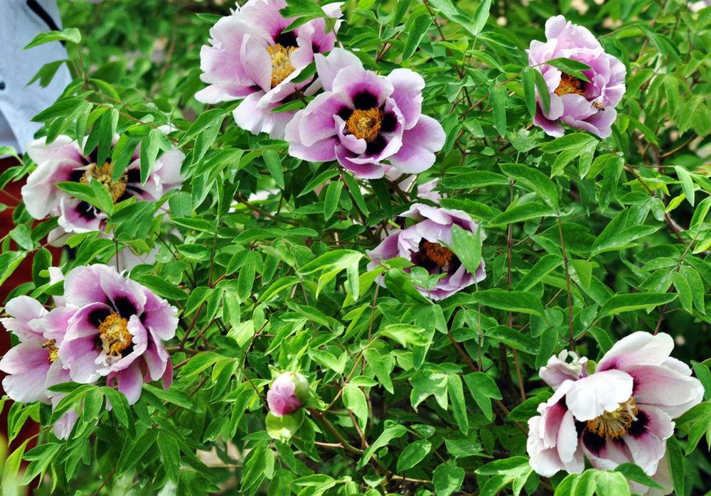 Eddy-Endah Store 'Black Pur' Peony Flower Seeds Pale White to Light Purple to Black Double Petals