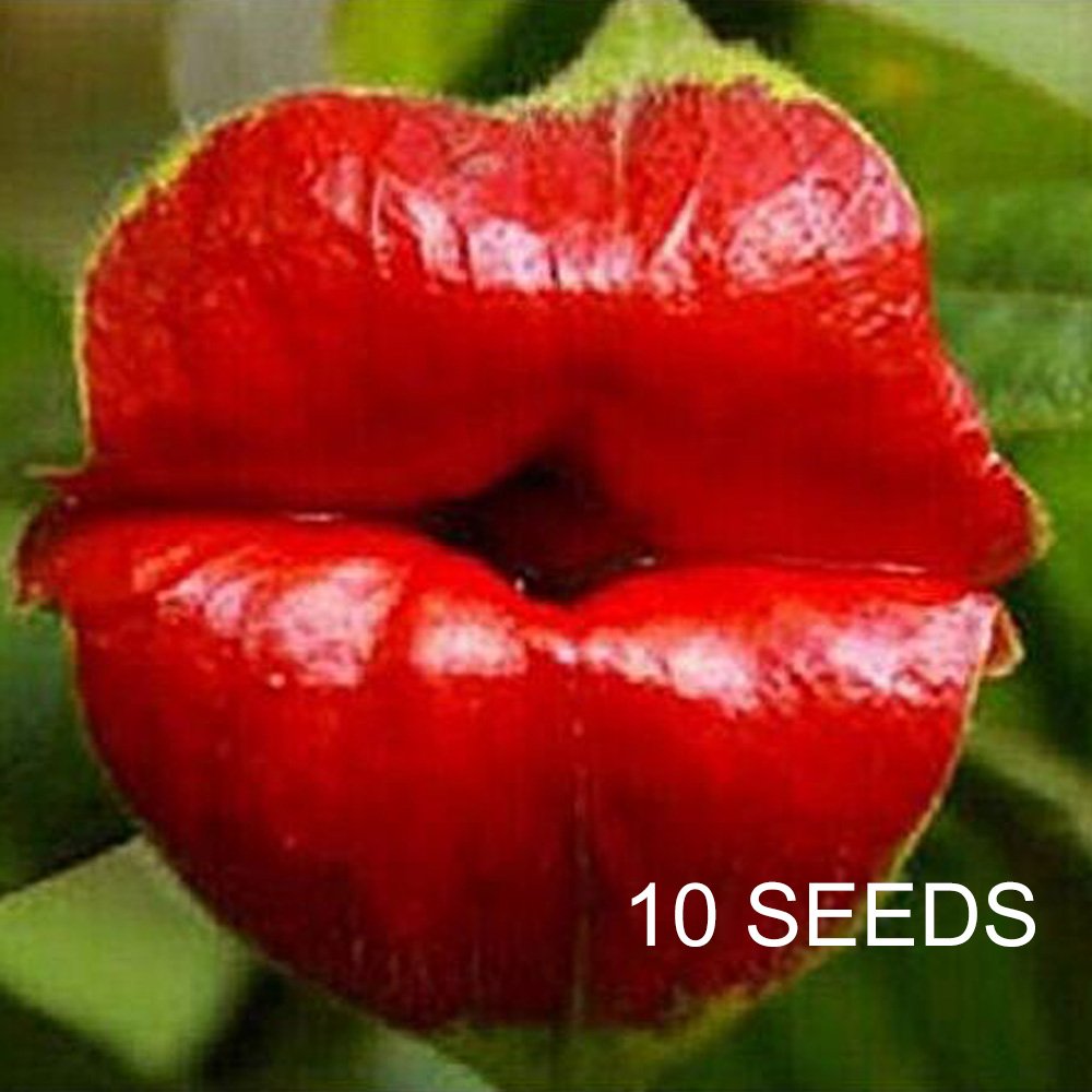 Eddy-Endah Store Rare Sexy Red Lip Flower Seeds Rare See T1