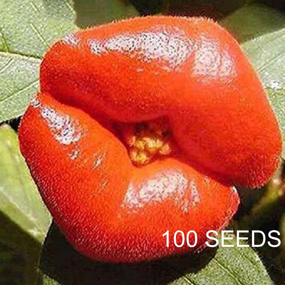 Eddy-Endah Store Rare Sexy Red Lip Flower Seeds Rare See T2