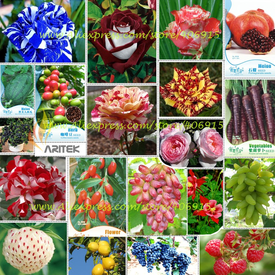 Eddy-Endah Store Hot Sales!!! Big Discount!!! 20 Kinds of Seeds, including Rose, Fruits, Goji, Coffe