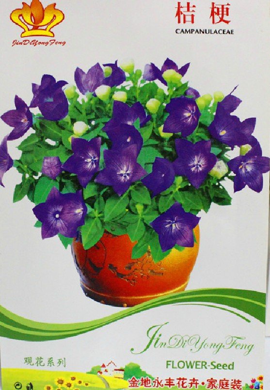 Eddy-Endah Store 10 Packs Bonsai Purple Platycodon Grandiflorum Seeds, Perennial Herbs, Balloonflowe