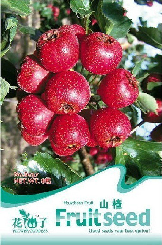 Eddy-Endah Store 5 Original packs, 8 seeds / pack, Hawthorn seeds, Fructus Crataegi, Herbs Maybush S