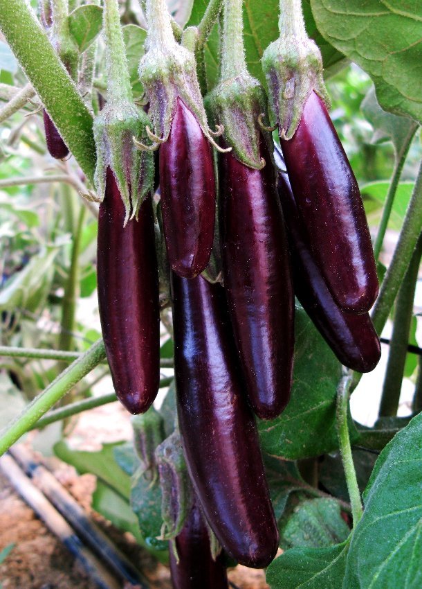 Eddy-Endah Store Organic Heirloom Eggplant Aubergine Little Fingers Solanum Melongena Seeds
