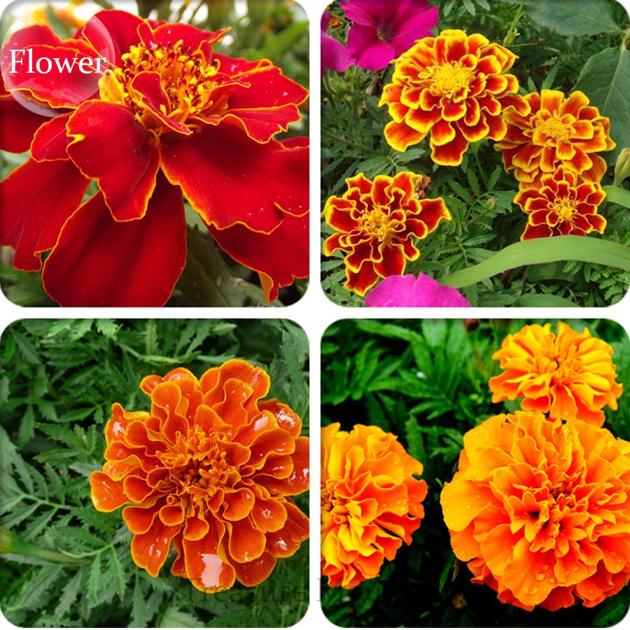 Eddy-Endah Store Heirloom Mixed French Marigold Annual Flowers 50 Seeds Maidenhair Bonsai Flowers
