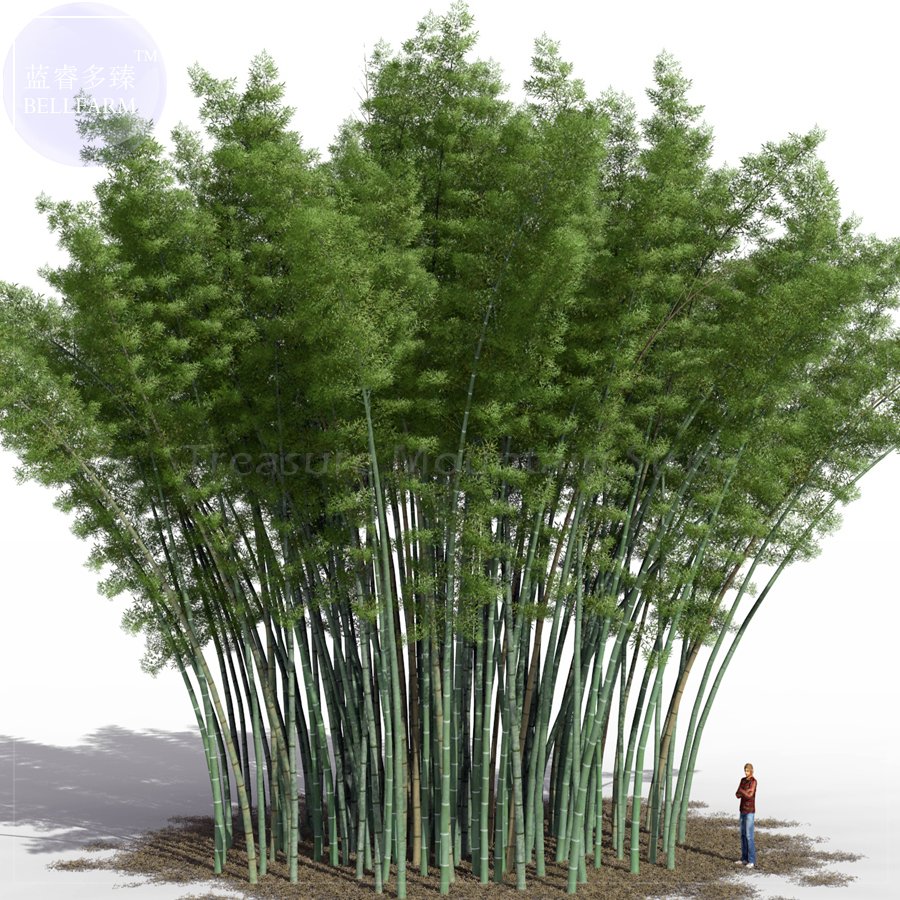 Eddy-Endah Store 200+ Huge Phyllostachys Pubescens Moso Bamboo Seeds, Professional Pack, Produce E