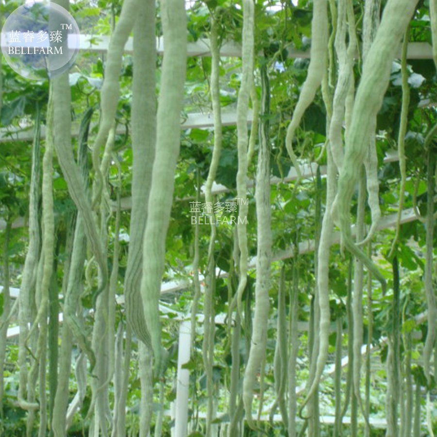 Eddy-Endah Store Long Snake Gourd 'Trichosanthes cucumerina' Seeds, 4 seeds, professional pack, ta