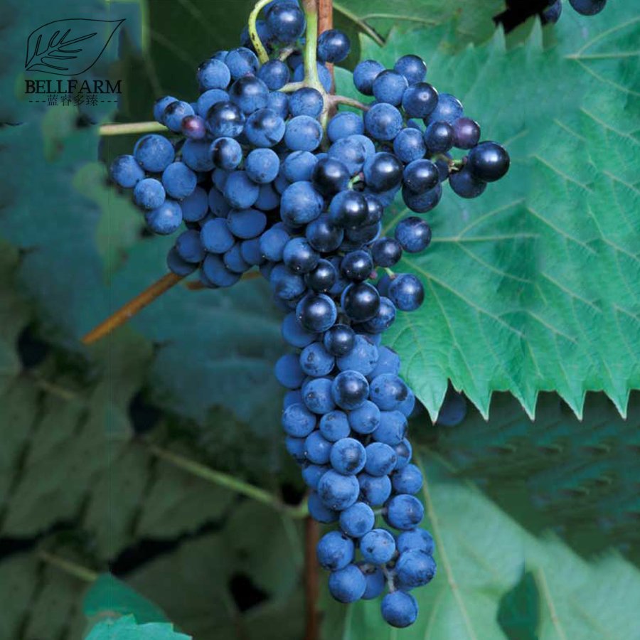 Eddy-Endah Store Frontenac Blue Grape Seeds 100PCS Hardy Plant Seedling Good Disease Resistance &