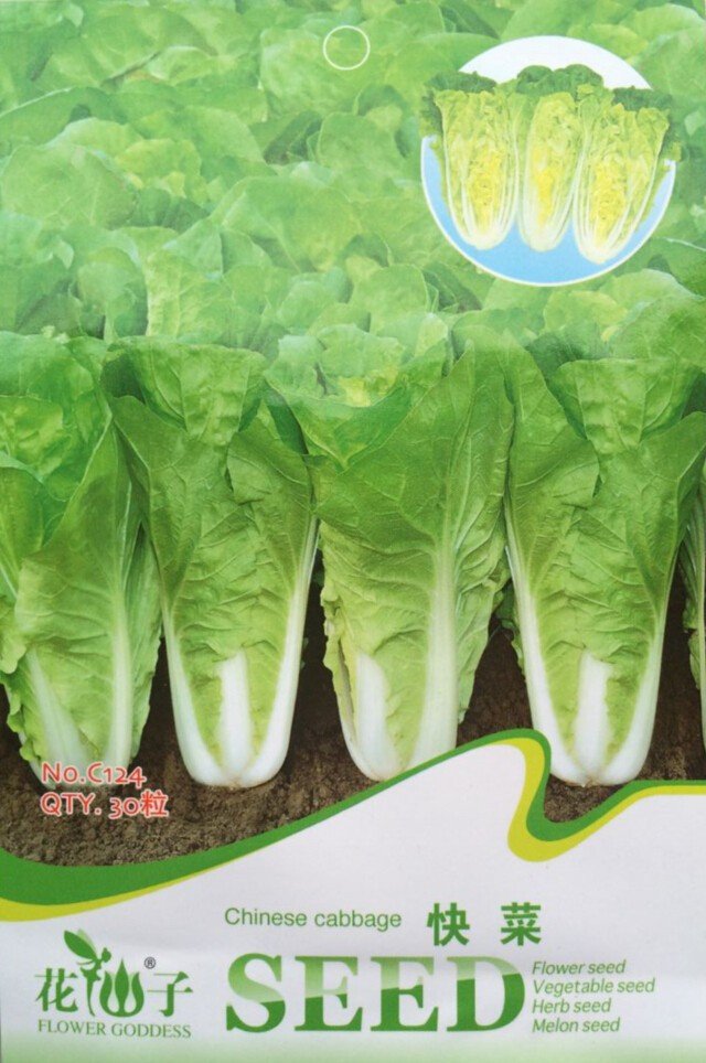 Eddy-Endah Store Heirloom Chinese Cabbage Wong Bok Vegetable Seeds, Original Pack, 30 Seeds / Pack,