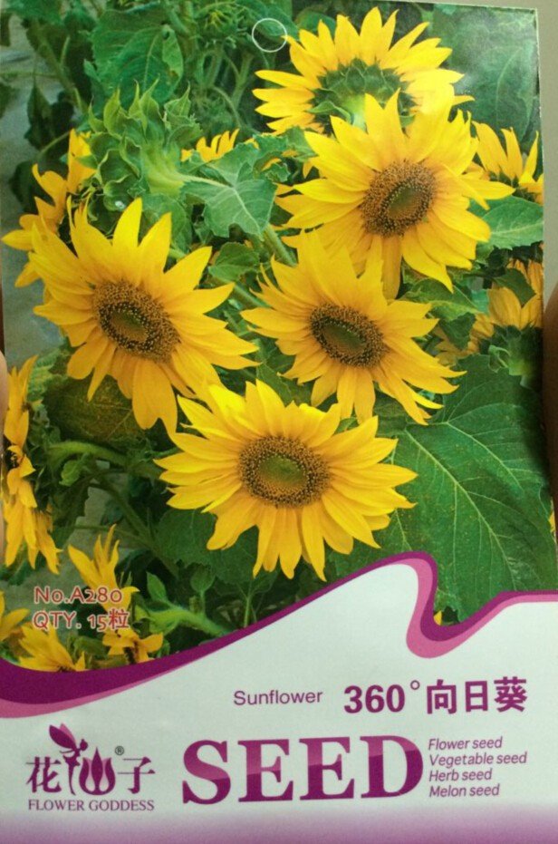 Eddy-Endah Store Rare Clusters of Sunflower Seeds, Original Pack, 15 Seeds / Pack, Very Interesting