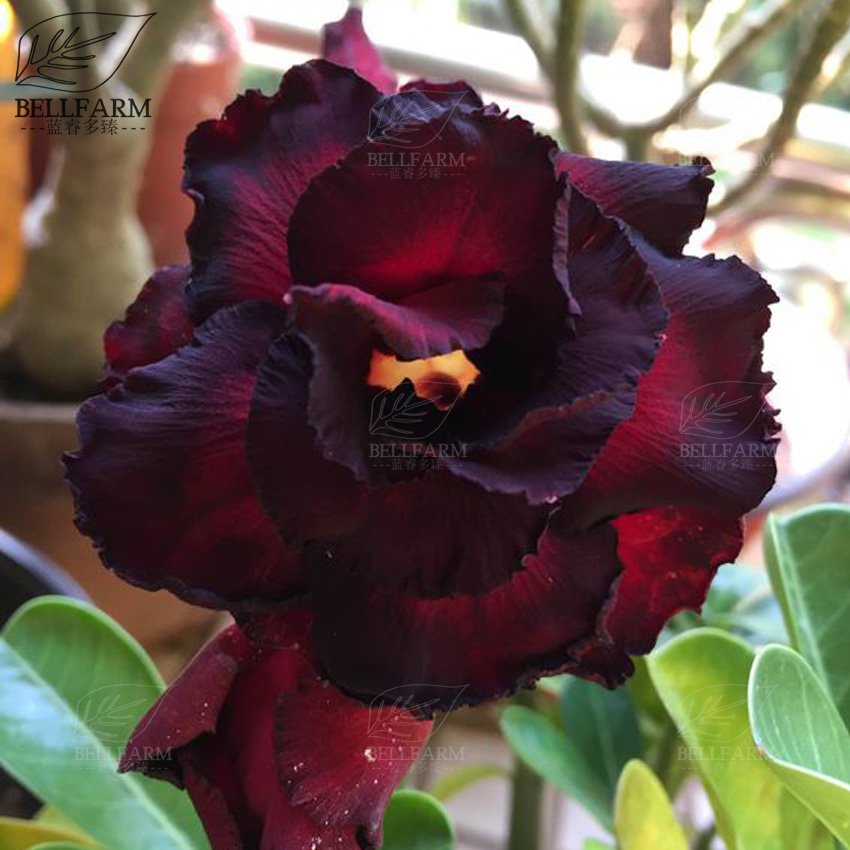 Eddy-Endah Store Adenium Black Yellow Red White Bi-color Desert Rose Perennial Bonsai Flowers Seed