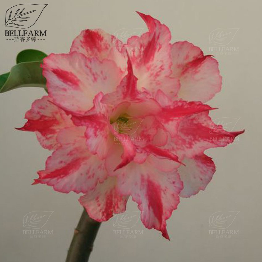 Eddy-Endah Store Adenium Black Yellow Red White Bi-color Desert Rose Perennial Bonsai Flowers Seed