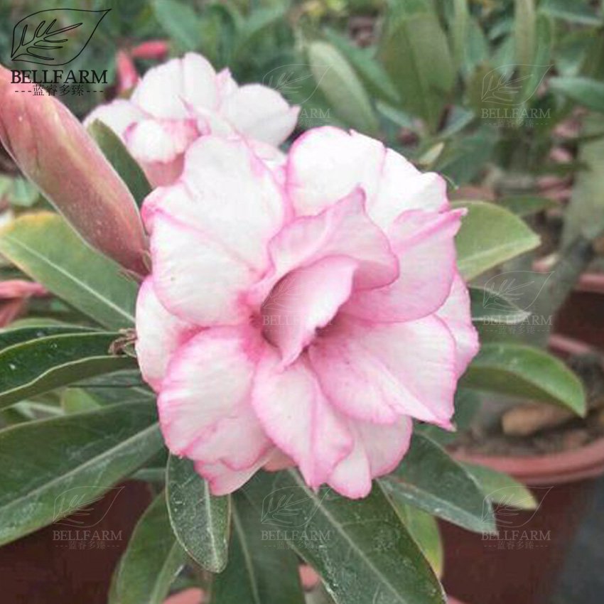Eddy-Endah Store Adenium Black Yellow Red White Bi-color Desert Rose Perennial Bonsai Flowers Seed