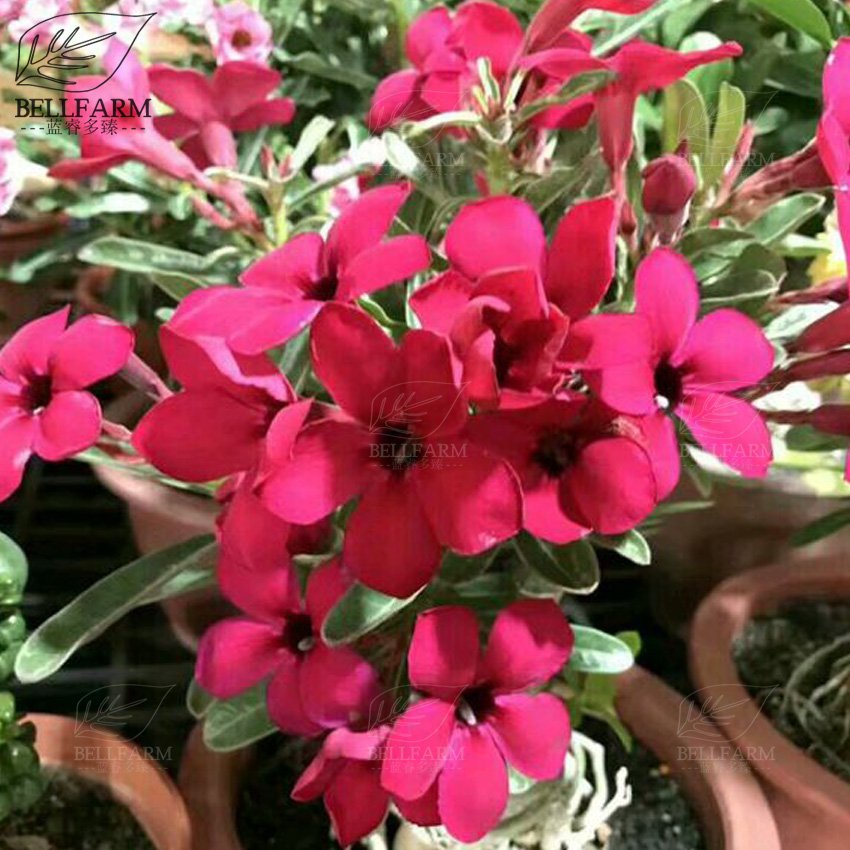 Eddy-Endah Store Adenium Black Yellow Red White Bi-color Desert Rose Perennial Bonsai Flowers Seed