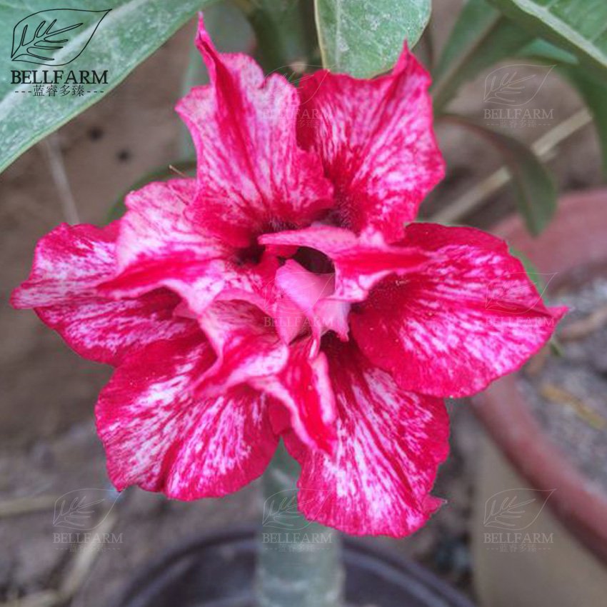 Eddy-Endah Store Adenium Black Yellow Red White Bi-color Desert Rose Perennial Bonsai Flowers Seed